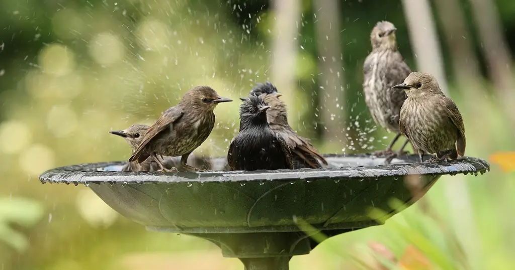 Maintaining a water bowl for stray animals and birds is a great vastu treatment that will improve your health