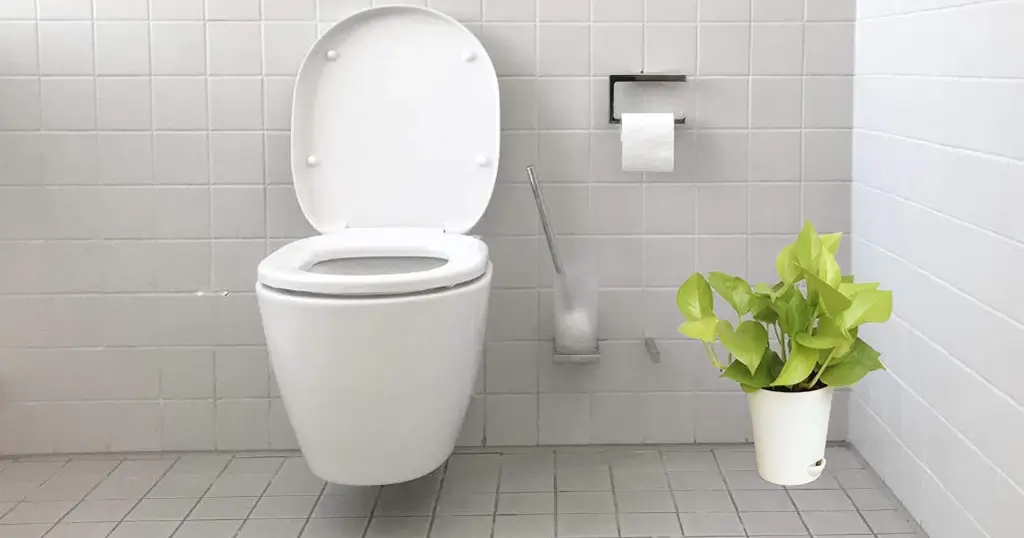 vastu for money plant in bathroom absorbs all the negative energies